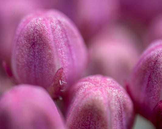 Budding Swamp Milkweed Flower Objective
