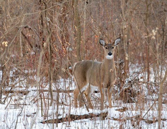 Doe in the Winter Forest