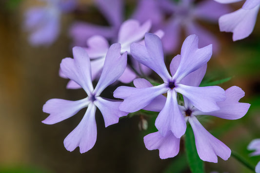Woodland Phlox