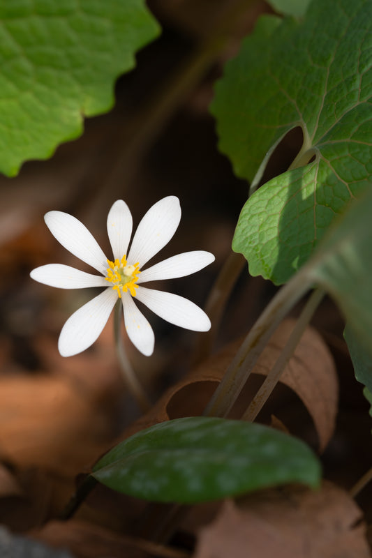 Bloodroot