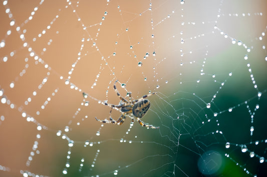 Spider on a Misty Web